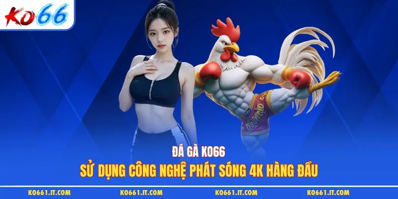 Đá gà KO66 sử dụng công nghệ phát sóng 4K hàng đầu
