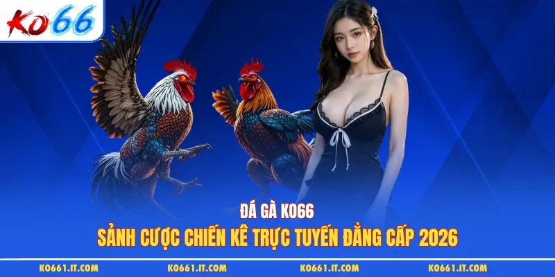 Đá Gà KO66: Sảnh Cược Chiến Kê Trực Tuyến Đẳng Cấp 2026