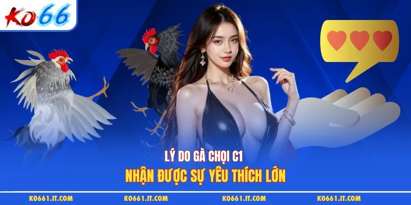 Lý do gà chọi C1 nhận được sự yêu thích lớn