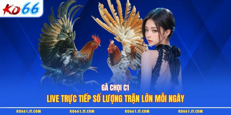 Gà Chọi C1 - Live Trực Tiếp Số Lượng Trận Lớn Mỗi Ngày