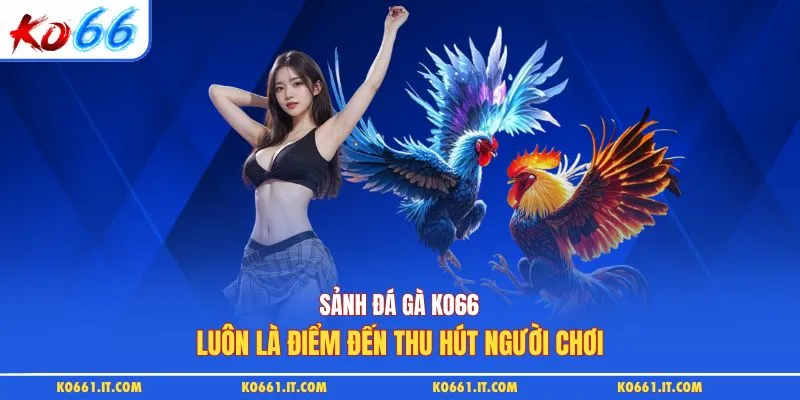Sảnh đá gà KO66 luôn là điểm đến thu hút người chơi